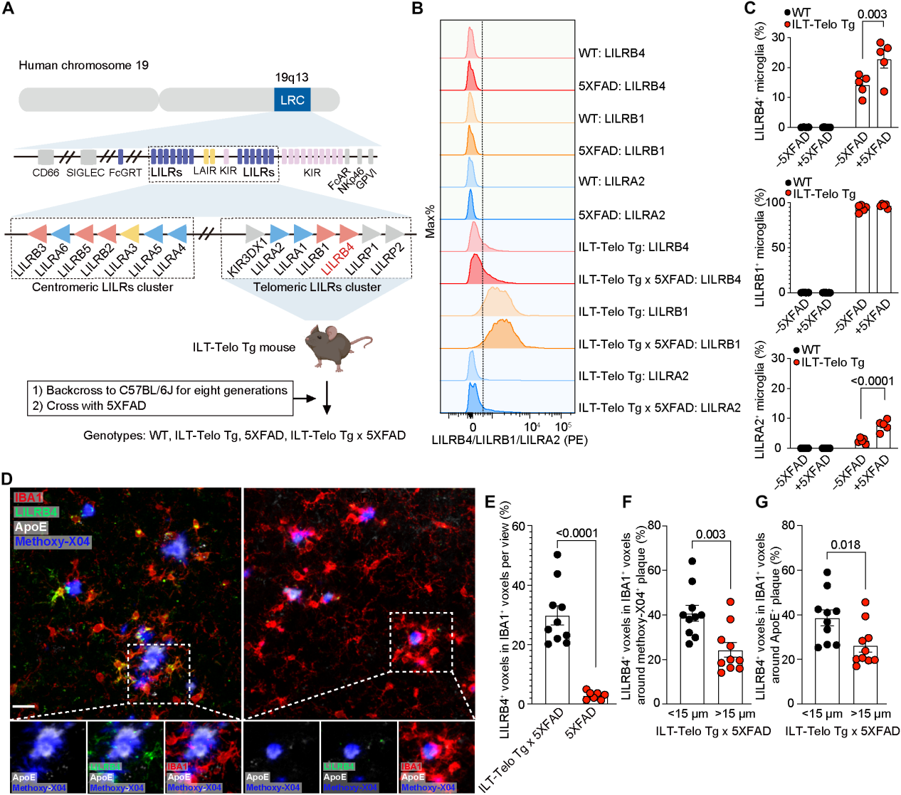 Pathological study of anti-human LILRB4 antibody in a mouse model of Alzheimer's disease
